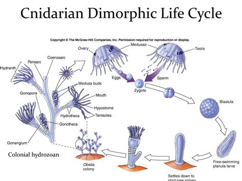 Hydra Cnidaria Diagram