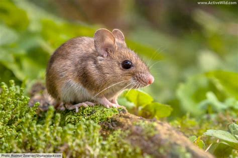 Rodent Facts: The Ultimate Guide To Rodents - Characteristics & Types