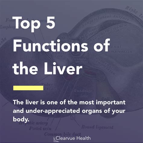 5 Slides | Top 5 Functions of the Liver | Visualized Science