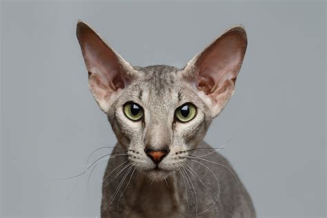 15 Rare Cat Breeds From Around the World - WorldAtlas