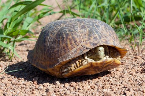 Desert Box Turtle (Terrapene ornata luteola) | Jason Rothmeyer | Flickr