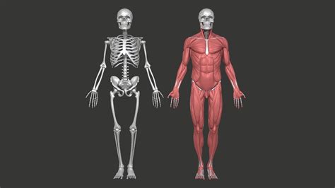 Anatomy Model Male - Skull Skeleton and Muscular 3D