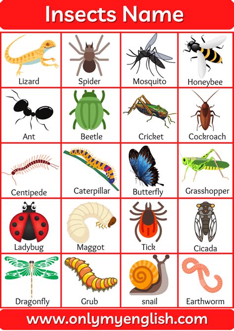 100+ List of all Insects Name in English with Pictures » OnlyMyEnglish English Activities For ...