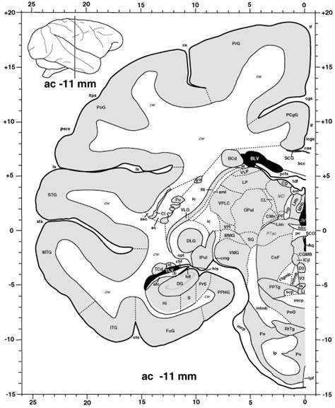 Atlas of the Primate Brain