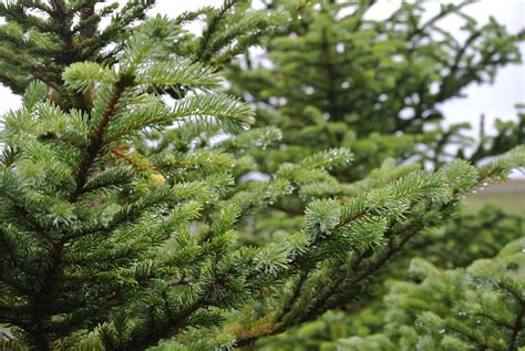 The Sitka Spruce | Ecology for the Masses