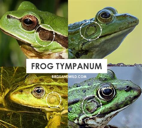 Do Frogs Have Ears? {How Do They Hear?} » Birds & Wild