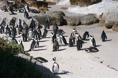 World Animal Beauti And Funny: African Penguin