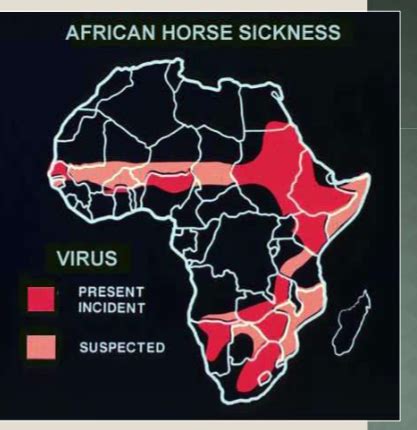 African Horse Sickness Flashcards | Quizlet