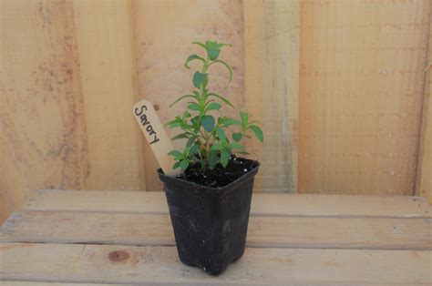 Winter Savory plant (Large) - Great Day Gardens