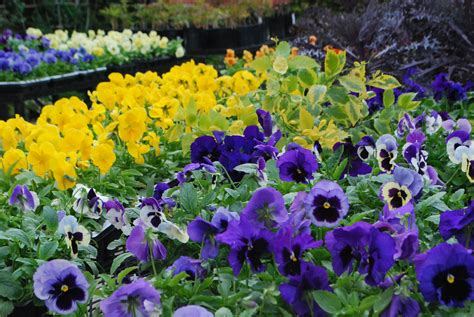 Pansies, Planting, Gardening, Landscape, Silver, Guide, Pinterest, Care, Design