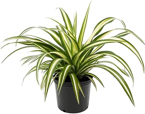 Spider Plant 'Chlorophytum comosum' 4" to 10" - Urban Garden Center