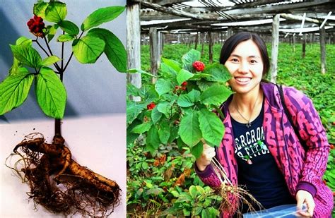 Business Ideas | Small Business Ideas: Growing Ginseng to Earn Money ...