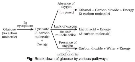 Notes of Ch 6 Life Process Part-II| Class 10th Science « Study Rankers