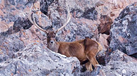 More white-lipped deer spotted in NW China's Gansu - CGTN