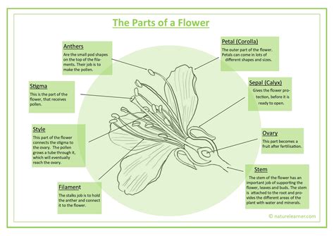 Flower Parts And Pollination Diagram