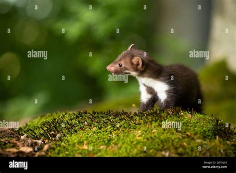 Beech marten martes foina hi-res stock photography and images - Alamy