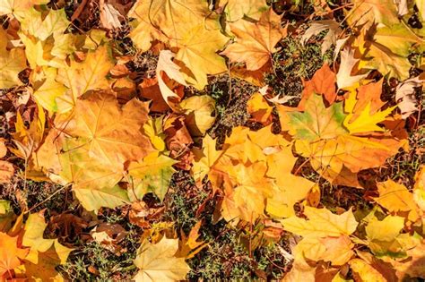 Premium Photo | Background of the autumn maple leaves