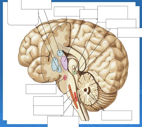 Extrapyramidal System Anatomy And Clinical Importance Kenhub