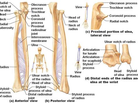 animations diagrams print Labeled Ulna And Radius page on the structure ...