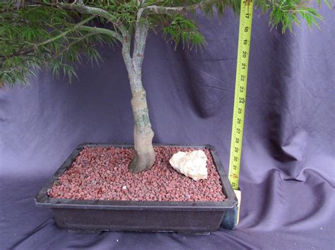 53 Year Old Crimson Queen Japanese Maple Specimen Bonsai Tree