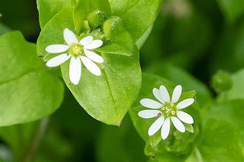 Chickweed Identification Guide