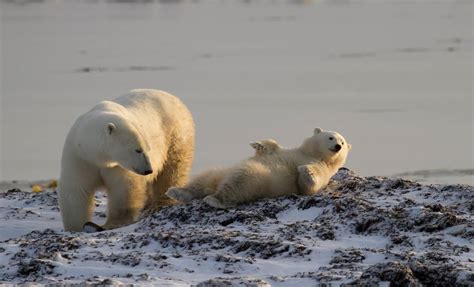 Polar Bear Migration Fly-In Safari | Eclipse Travel