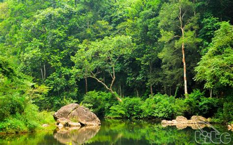 Khe Ro Primitive Forest in Bac Giang province | Vietnamimmigration.com ...