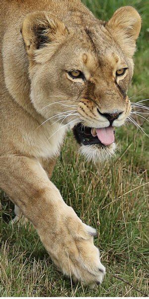 Wildlife Photography Courses & Experiences | Yorkshire Wildlife Park