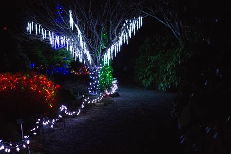 MUN Botanical Garden lights up the holiday season - Kicker