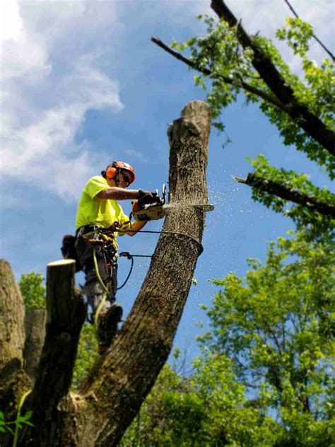 4 Different Types of Tree Removal - Timber Works Tree Care