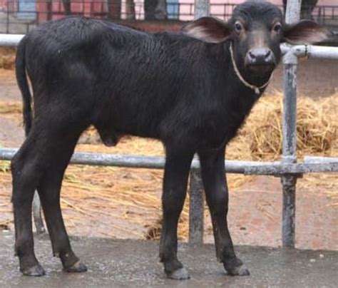 Murrah Buffalo Calf at Best Price in Karnal, Haryana | Nand Lal Dairy