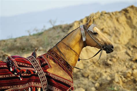 Akhal-Teke horse breed - Native Breed.org