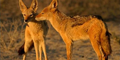 Jackal: A Complete Guide To The Jackals Of Africa ️