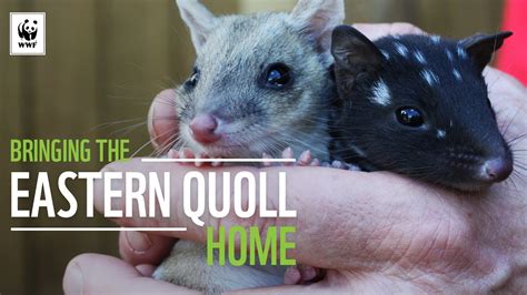 Pet Quoll - Anna Blog