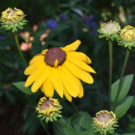 Rudbeckia hirta (Black Eyed Susan, Black-eyed Susan, Gloriosa Daisy ...