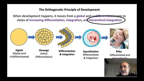 The Orthogenetic Principle of Development - YouTube