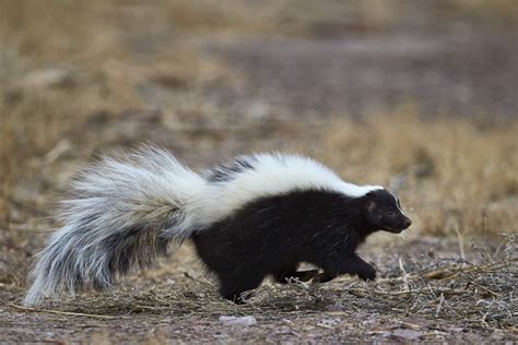 The 11 Smelliest Animals on Earth