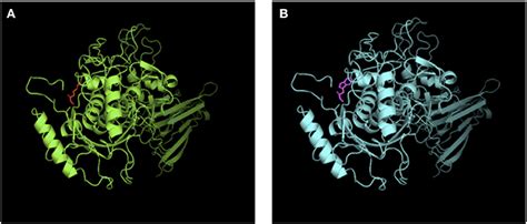 Frontiers | Hereditary Thrombotic Thrombocytopenic Purpura in a Chinese Boy With a Novel ...