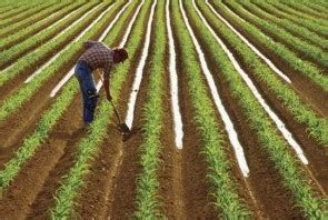 Furrow Irrigation for Vegetable Garden | Agriculture, Technology, and Business Market