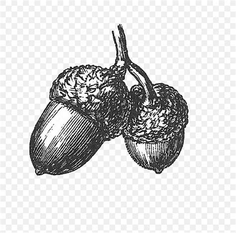 Drawing White Oak Acorn Clip Art, PNG, 1600x1579px, Drawing, Acorn, Albom, Art, Black And White ...