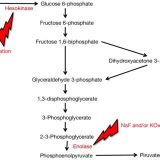 Effect of hexokinase and enolase inhibition in the glycolytic pathway ...