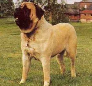 World's Largest Dog - Zorba the English Mastiff