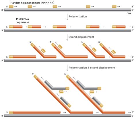 Isothermal Amplification Techniques isothermal amplification, LAMP, WGA ...