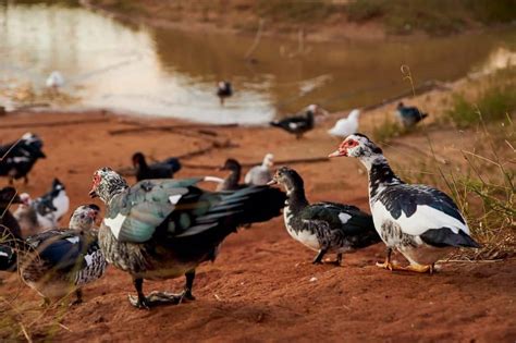 Feeding Muscovy & Wild Ducks | Shouldn't Feed Them | Earth Life