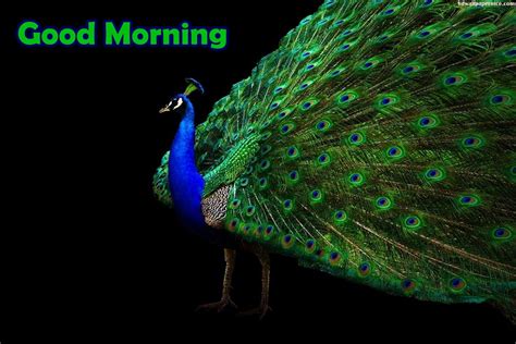 Good Morning With Beautiful Peacock - Good Morning Wishes & Images