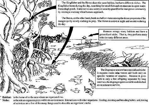 Ecological Niche Worksheets