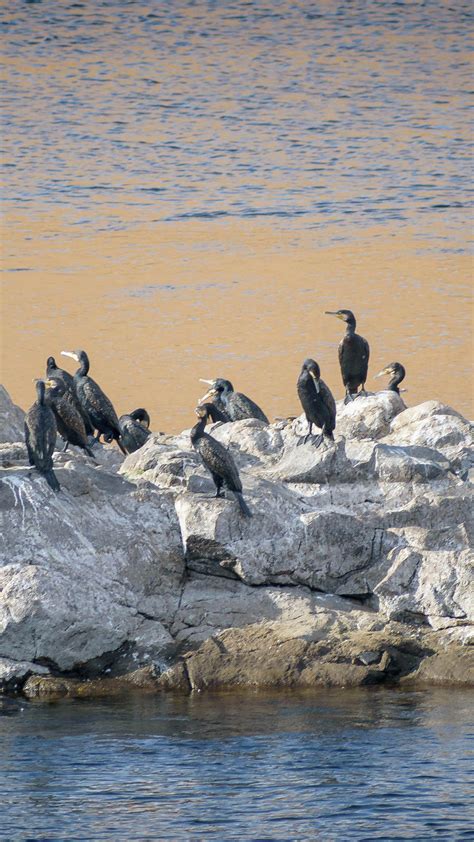 Great cormorants warming in the sun of Aswan on a rock in the middle of ...