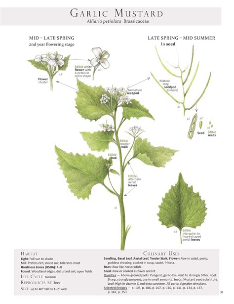 Garlic Mustard Root = Wild-Style Horseradish — Foraging and Feasting