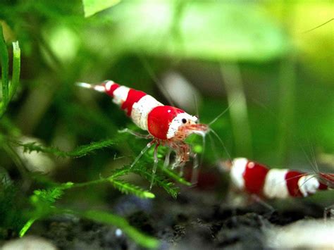 Crystal Red Shrimp (Caridina cantonensis, A-S Grade), Tank-Bred