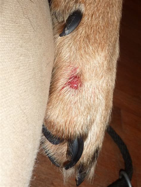 blood blister? on paw - pic - German Shepherd Dog Forums